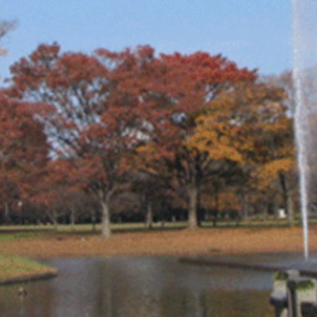 Yoyogi dog run